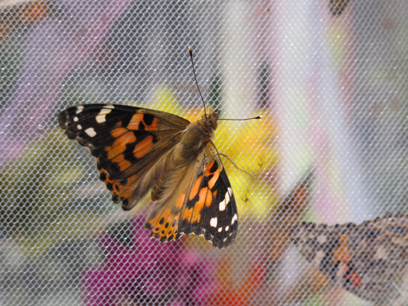 Butterfly Flutter By