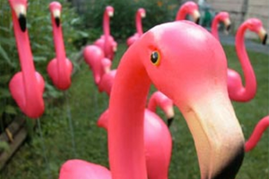 Flamingo Flocking