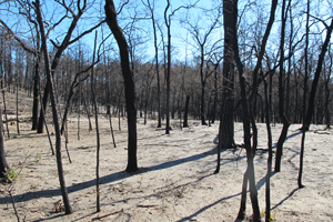 Wildfire Relief 2